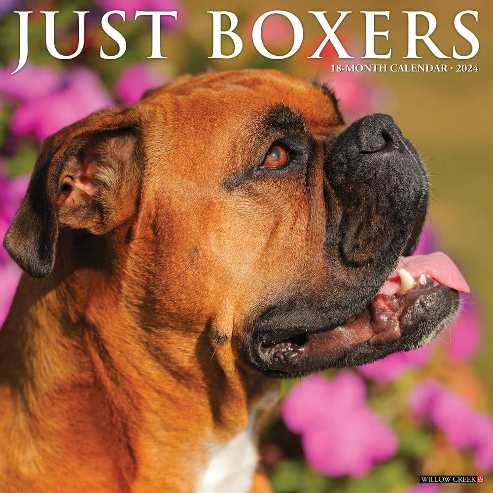 Just Boxers 2024 Wall Calendar