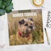 image Border Terriers 2027 Wall Calendar Fourth Alternate Image