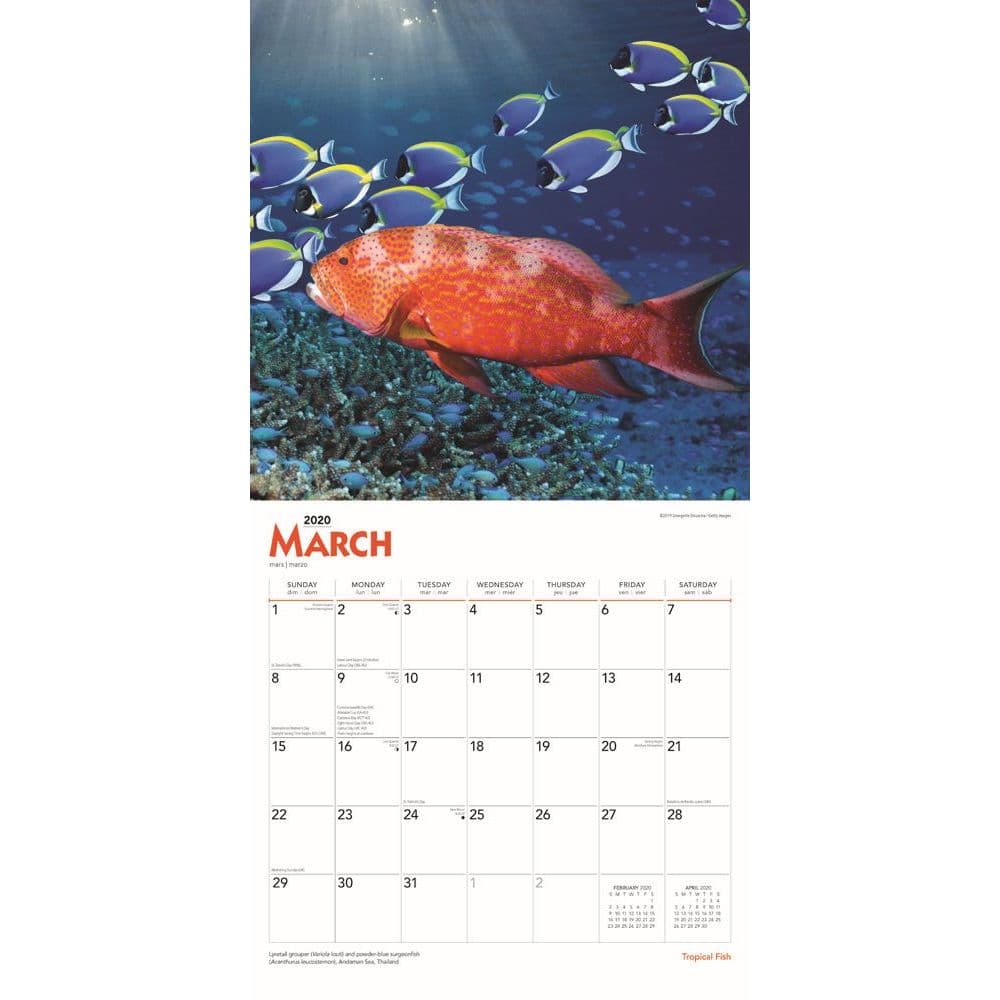 Tropical Fish Wall Calendar