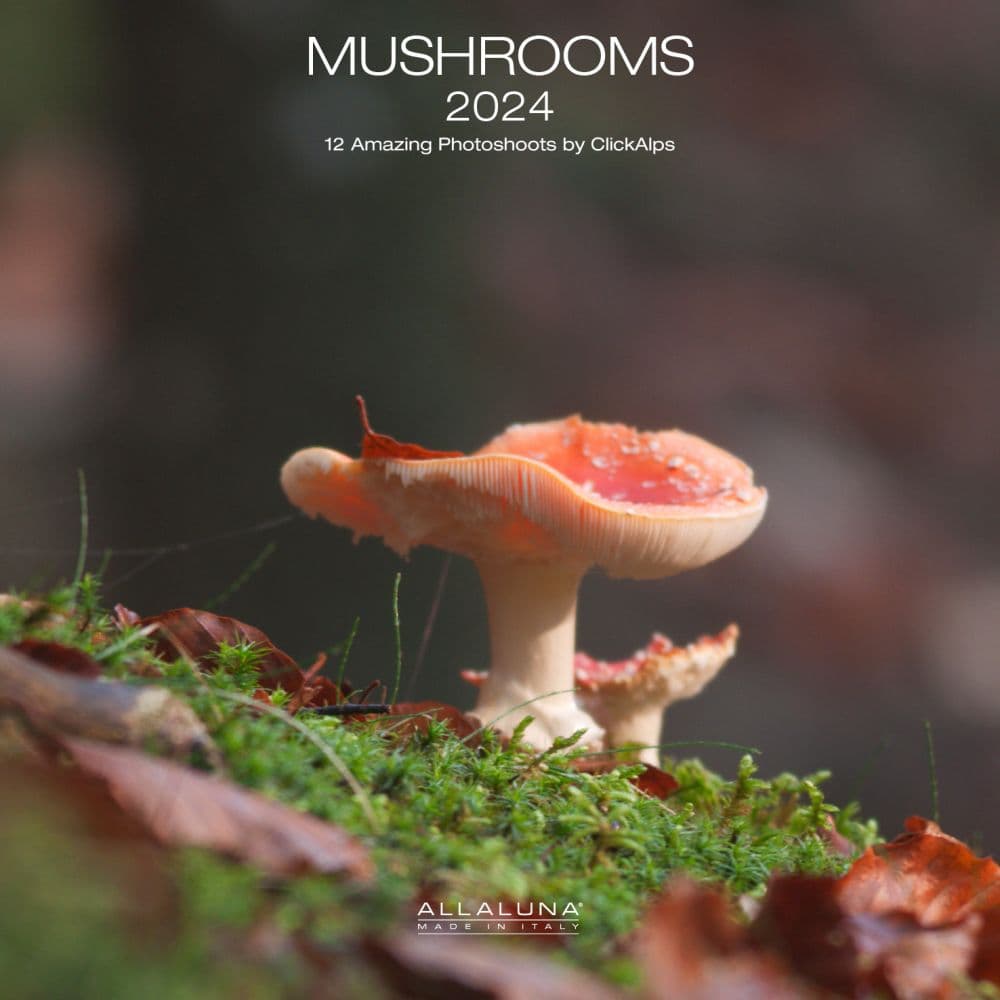 Mushrooms 2024 Wall Calendar