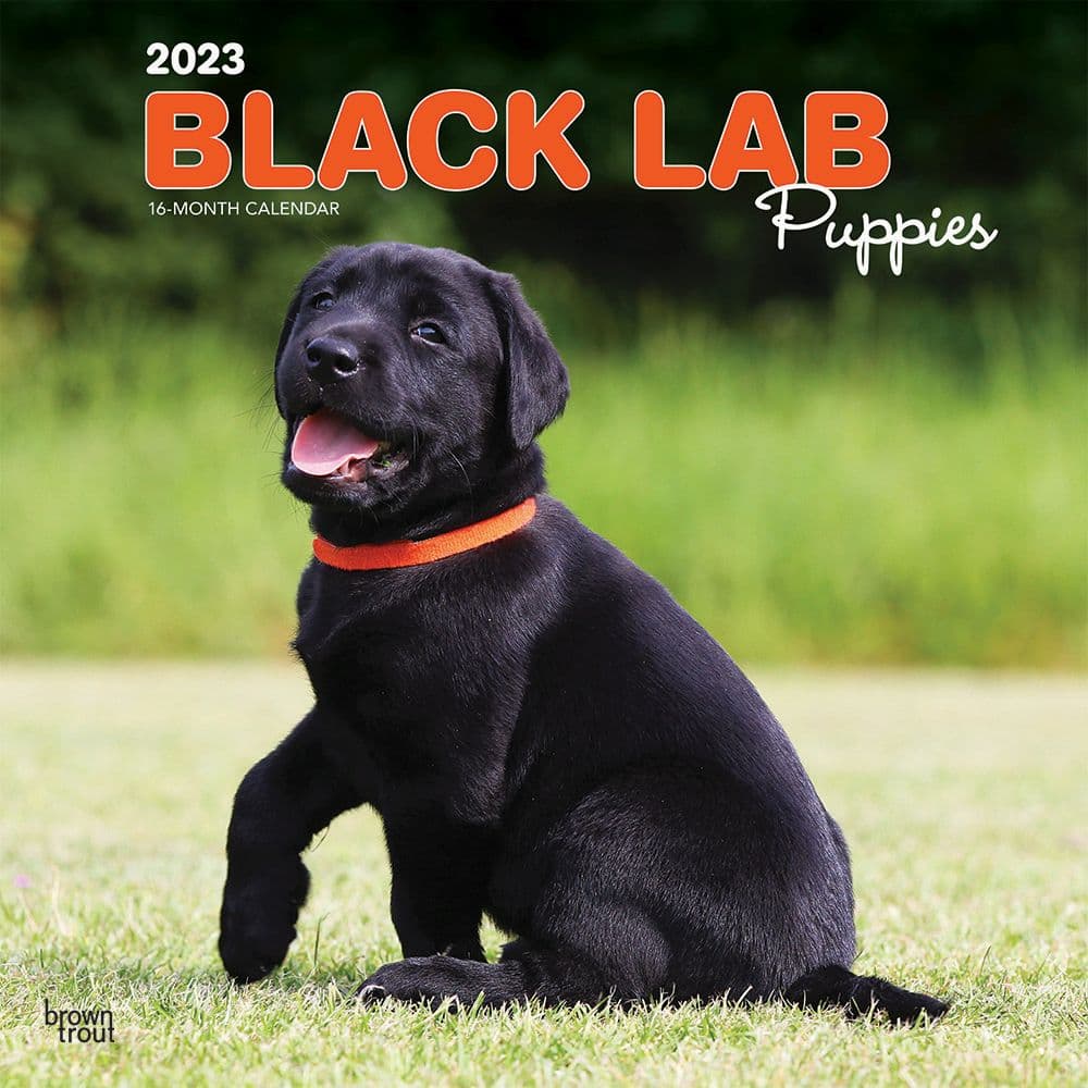 BrownTrout Labrador Retriever Puppies Black 2023 Square Wall Calendar