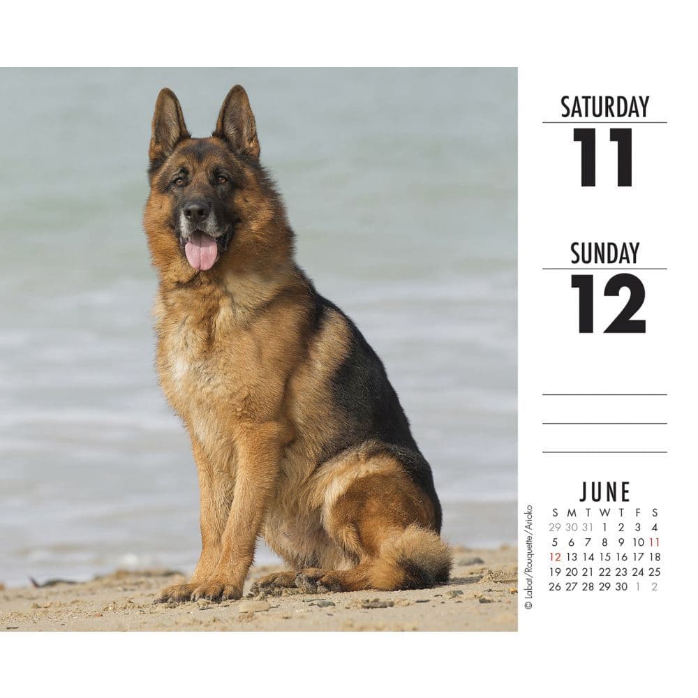 Gsd Calendar 2022 Just German Shepherds 2022 Desk Calendar - Calendars.com