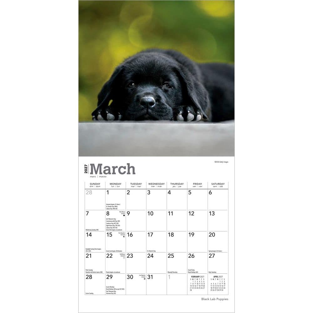 Black Lab Puppies 2027 Mini Wall Calendar Second Alternate Image