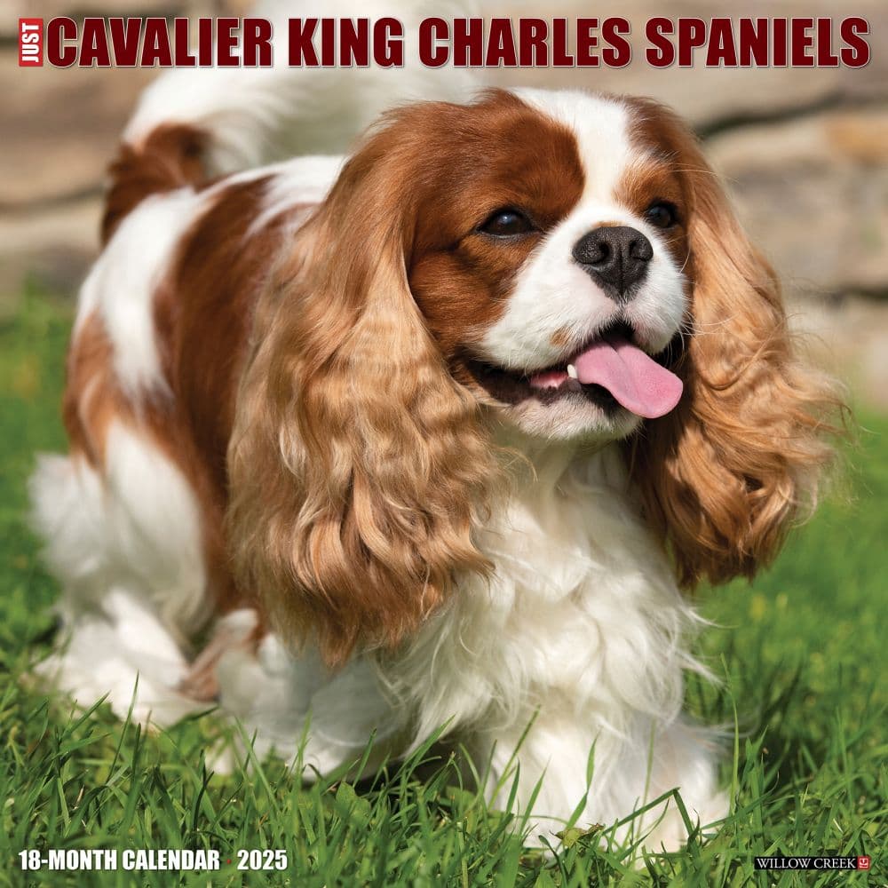 Just Cavalier King Charles 2025 Wall Calendar