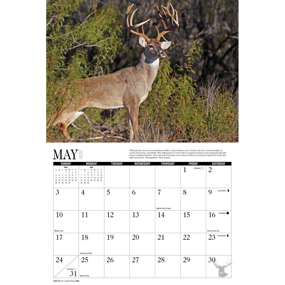 Whitetail Deer 2026 Wall Calendar Second Alternate Image