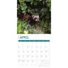 image Ferrets 2025 Wall Calendar Second Alternate Image width="1000" height="1000"