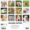 image Just Bulldog Puppies 2026 Wall Calendar First Alternate Image