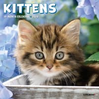image Kittens 2026 Wall Calendar