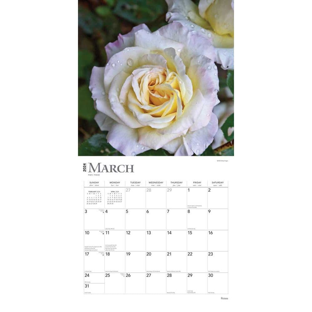 Roses 2025 Wall Calendar