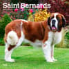 image Saint Bernards 2025 Wall Calendar Main Image