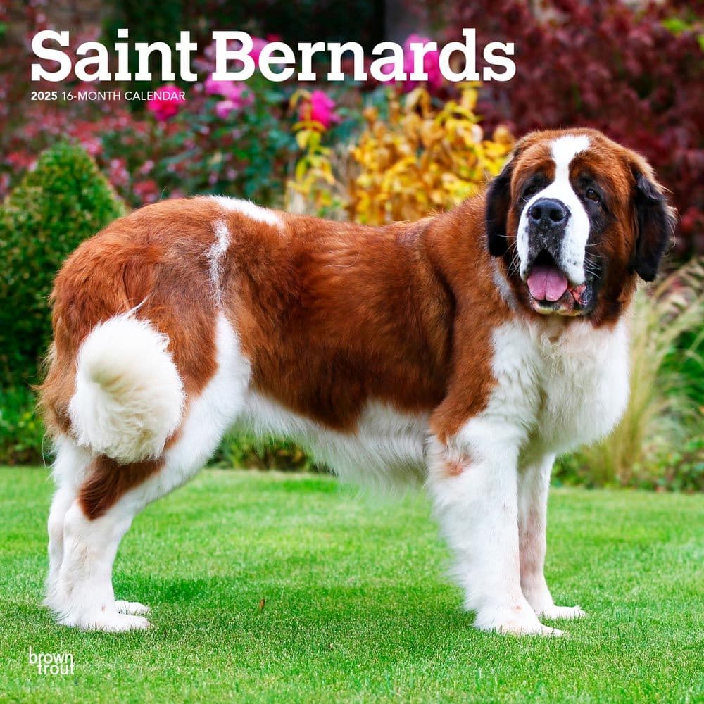 Saint Bernards 2025 Wall Calendar Main Image