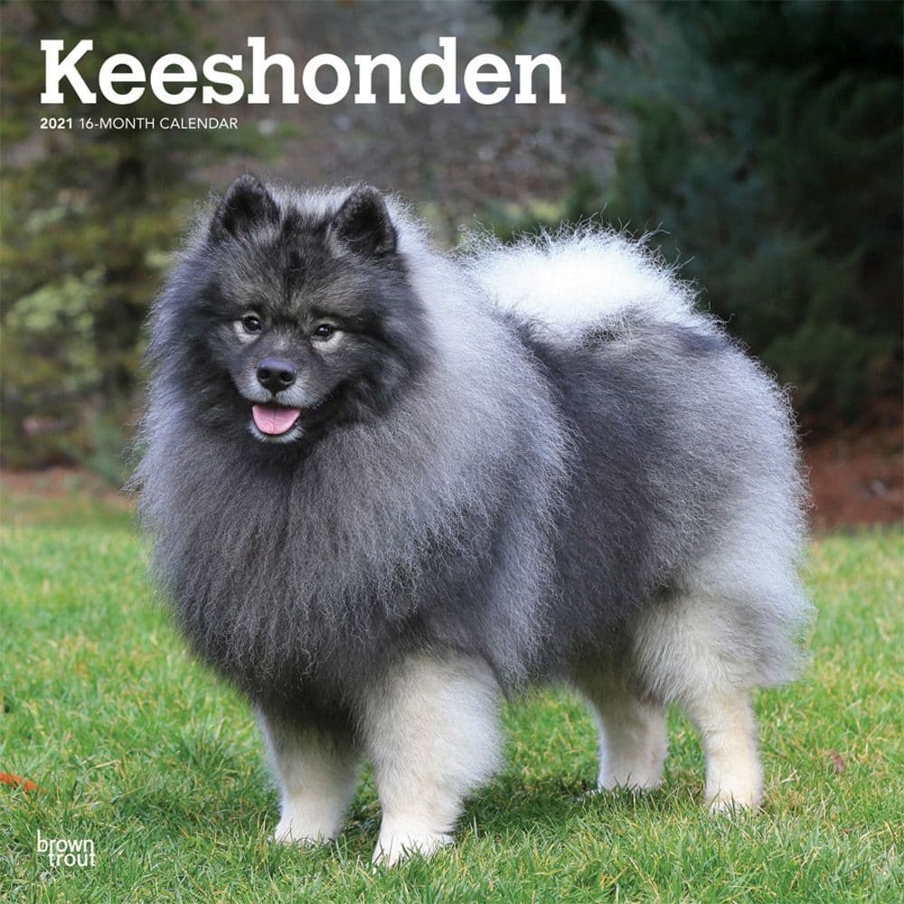 keeshond stuffed animal