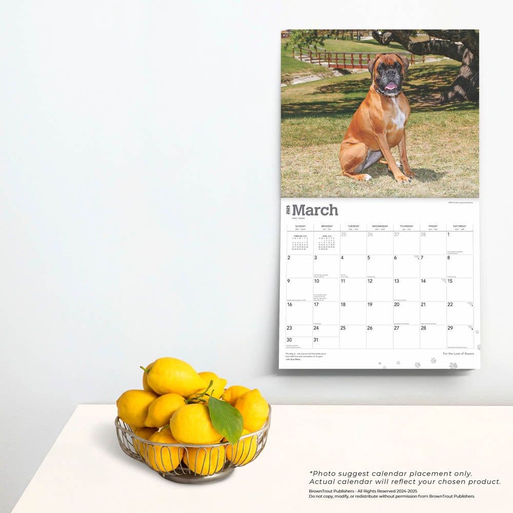 Boxers Deluxe 2025 Wall Calendar on a wall