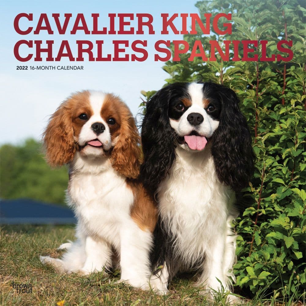 Cavalier King Charles 2022 Wall Calendar