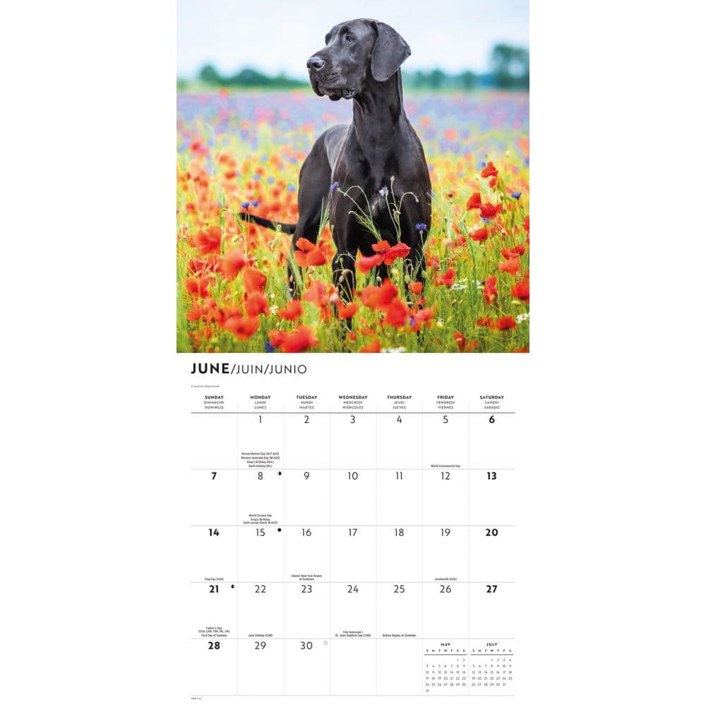 Great Danes 2026 Wall Calendar Third Alternate Image