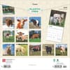 image Cows 2025 Wall Calendar