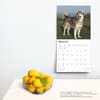 image Alaskan Malamutes 2025 Wall Calendar Third Alternate Image width=&quot;1000&quot; height=&quot;1000&quot;