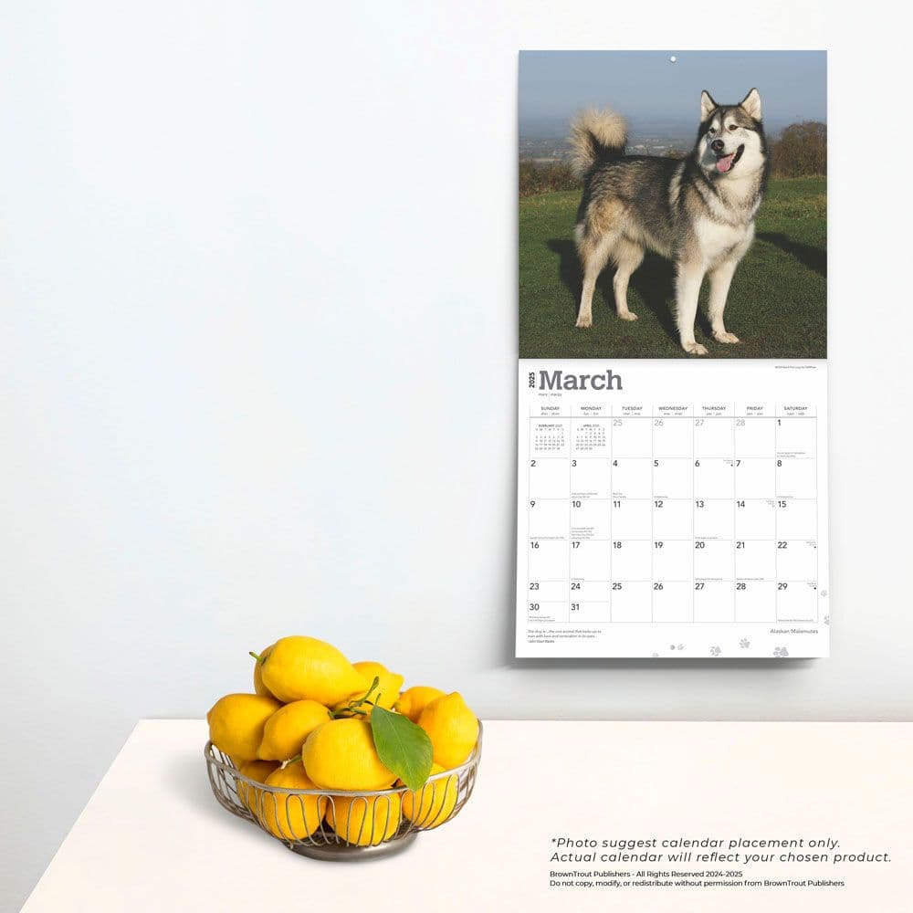 Alaskan Malamutes 2025 Wall Calendar Third Alternate Image width=&quot;1000&quot; height=&quot;1000&quot;