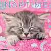 image Naptime Cats Special Value 2026 Wall Calendar  Main Image