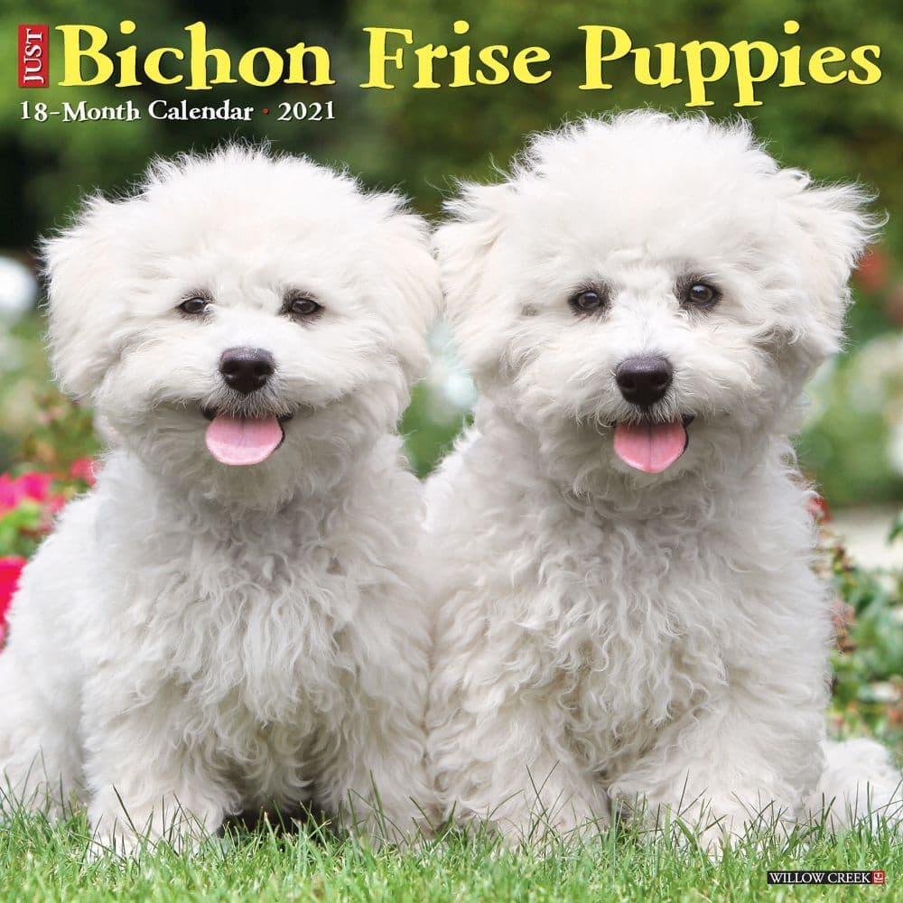 Bichon Frises Puppies Wall Calendar