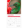 image Hummingbirds 2025 Mini Wall Calendar Third Alternate Image width="1000" height="1000"