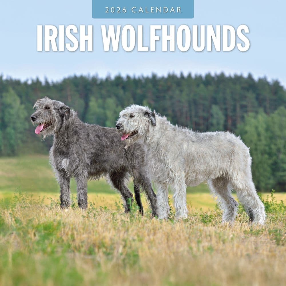 Irish Wolf Hounds 2026 Wall Calendar Main Product Image