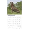 image Great Danes 2025 Wall Calendar Third Alternate Image width=&quot;1000&quot; height=&quot;1000&quot;