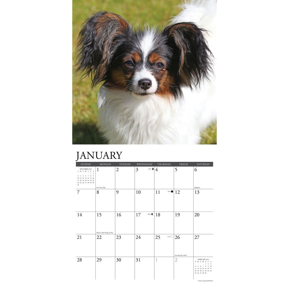 Just Papillons 2024 Wall Calendar