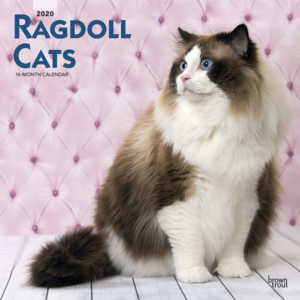 Cats Ragdoll Wall Calendar - Calendars.com