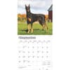 image Dobermans 2025 Wall Calendar Third Alternate Image