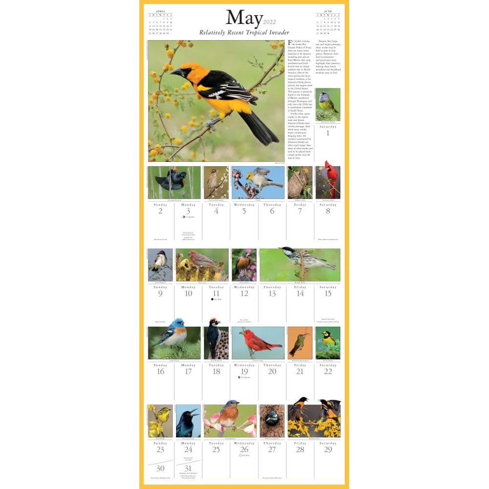 Audubon Songbirds And Other Backyard Birds 2022 Picture-A-Day Wall Calendar - Calendars.com