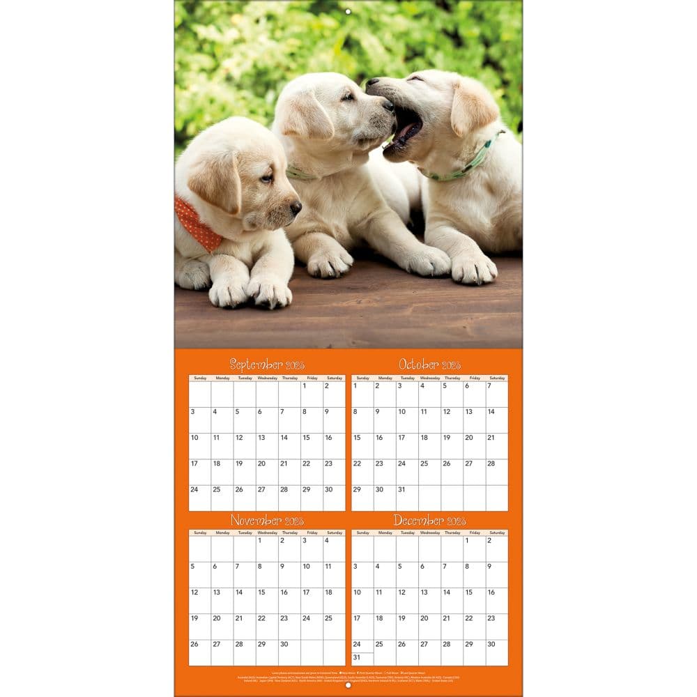 Playful Puppies 2024 Wall Calendar Third Alternate  Image width=&quot;1000&quot; height=&quot;1000&quot;