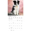 image Border Collies 2026 Wall Calendar Second Alternate Image