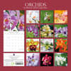 image Orchids 2024 Wall Calendar First Alternate Image width=&quot;1000&quot; height=&quot;1000&quot;
