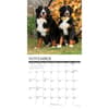 image Just Bernese Mountain Dogs 2024 Wall Calendar Alternate Image 2