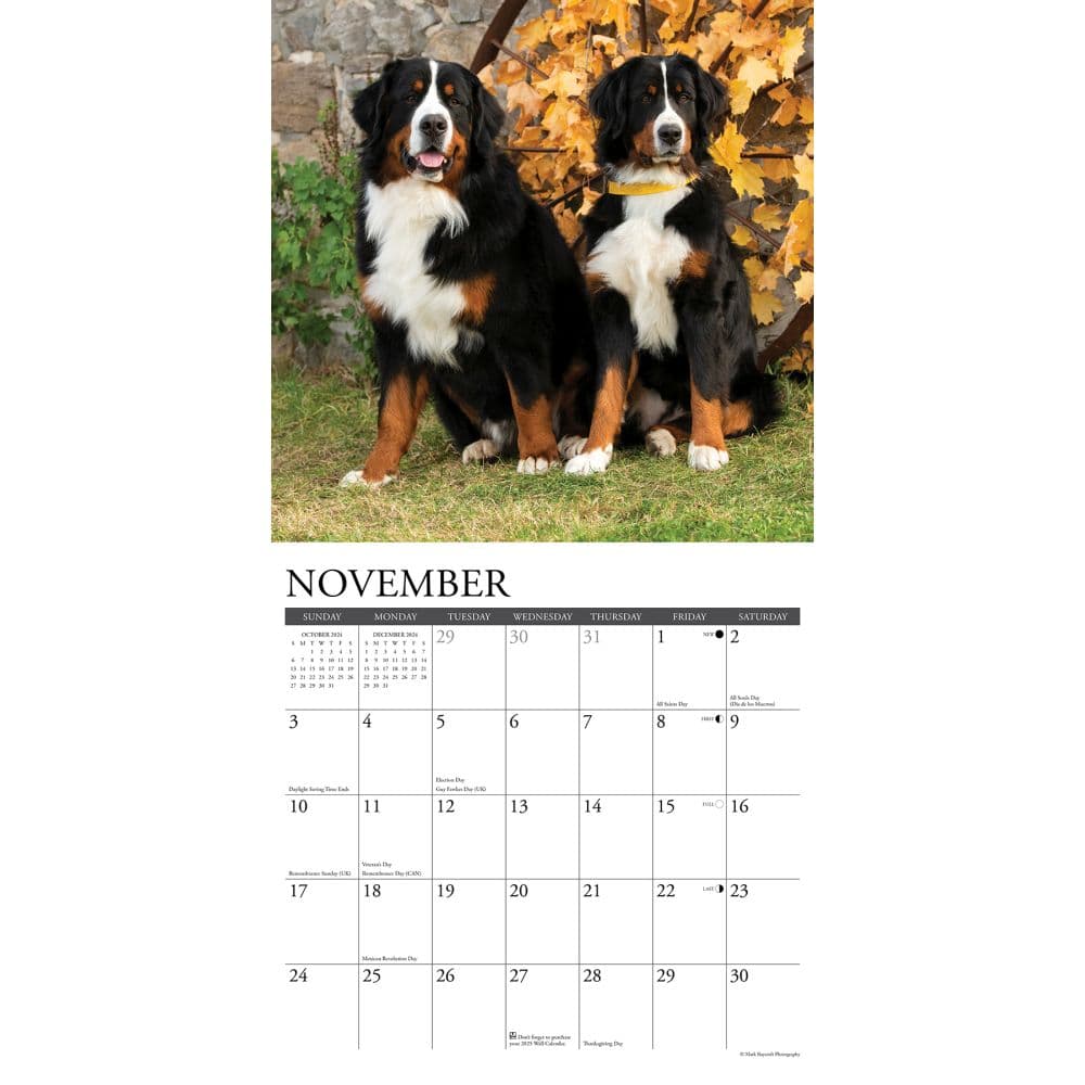 Just Bernese Mountain Dogs 2024 Wall Calendar Alternate Image 2