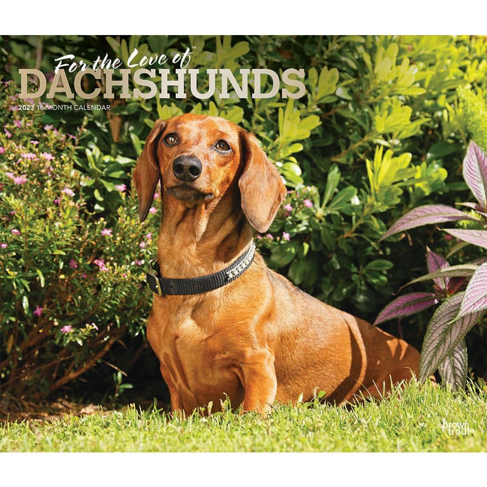 BrownTrout Dachshunds For the Love of 2023 Deluxe Wall Calendar