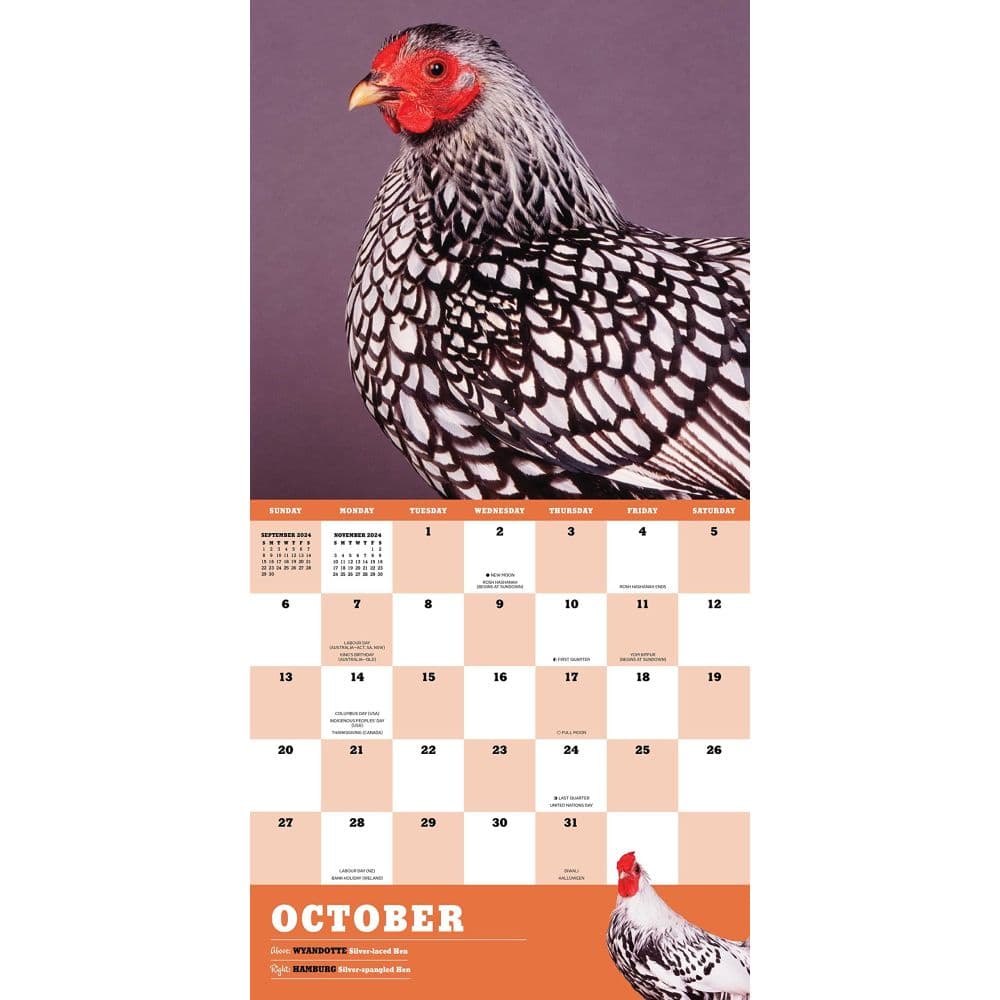 Extraordinary-Chickens-2024-Wall-Calendar-Alt4