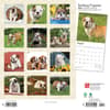 image Bulldog Puppies 2024 Wall Calendar First Alternate Image width=&quot;1000&quot; height=&quot;1000&quot;