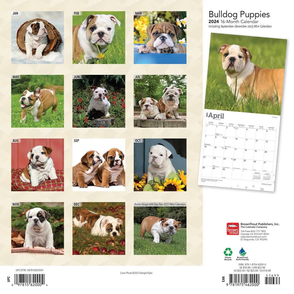 Bulldog Puppies 2024 Wall Calendar First Alternate Image width=&quot;1000&quot; height=&quot;1000&quot;