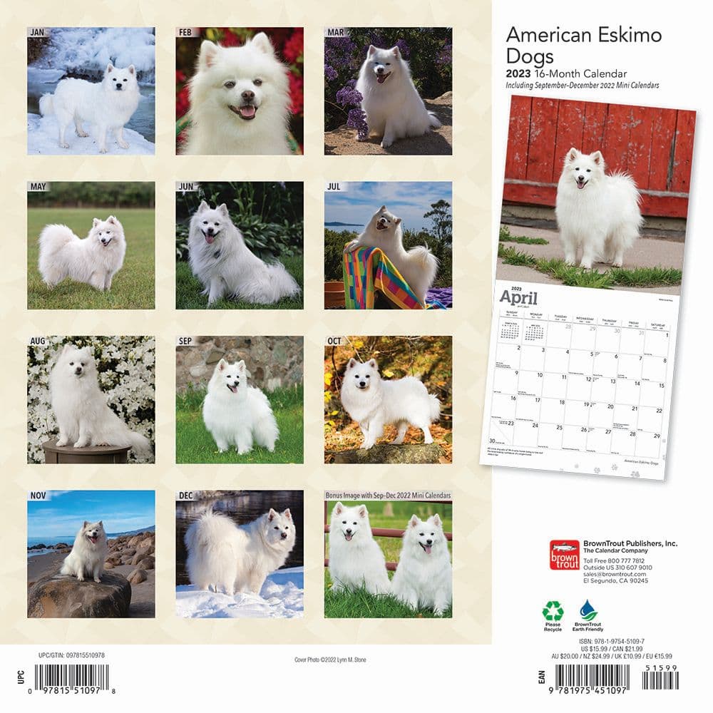 American Eskimo Dogs 2023 Wall Calendar - Calendars.com