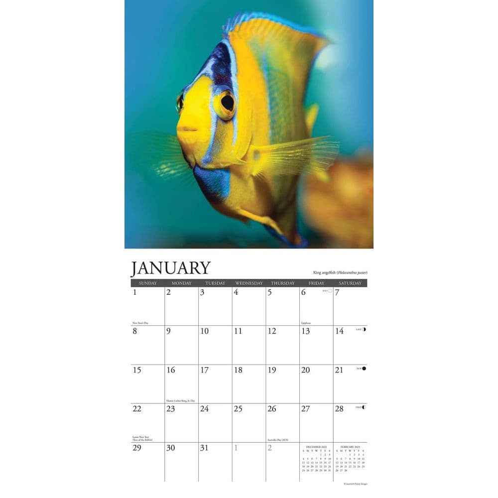 Fish Calendar 2023 Tropical Fish 2023 Wall Calendar - Calendars.com