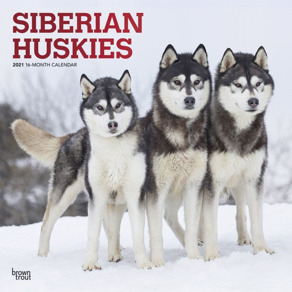 Siberian Huskies Wall Calendar