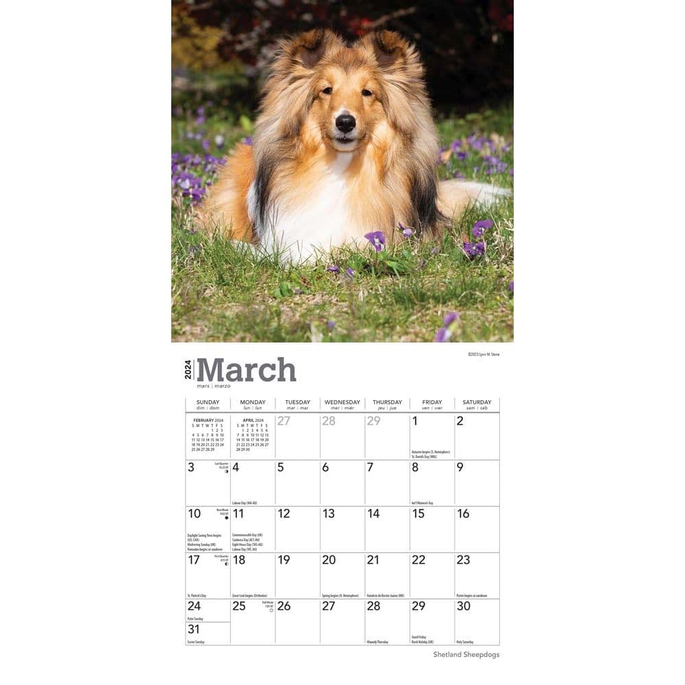 Shetland Sheepdogs 2024 Mini Wall Calendar