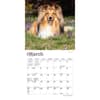 image Shetland Sheepdogs 2024 Mini Wall Calendar Second Alternate Image width=&quot;1000&quot; height=&quot;1000&quot;