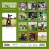 image Staffordshire Bull Terriers 2025 Wall Calendar Alt1