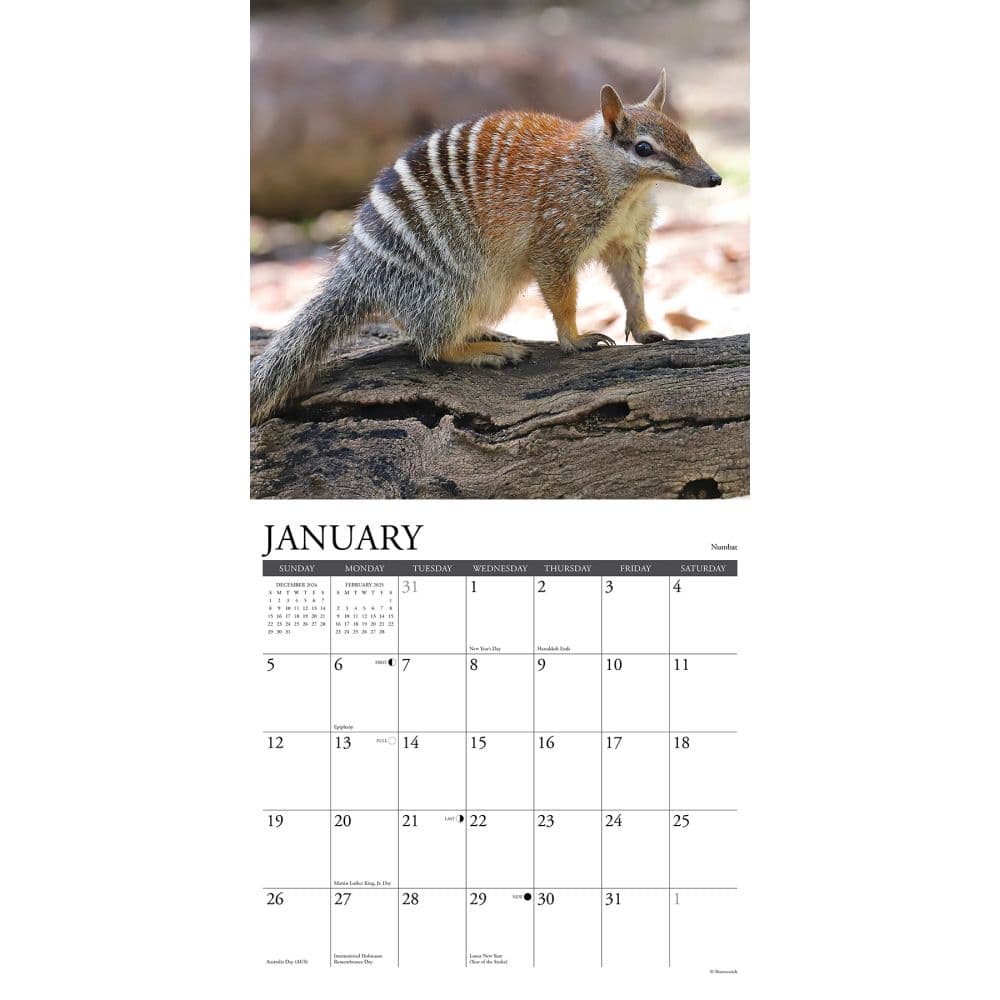 Wildlife Down Under 2025 Wall Calendar Second Alternate Image width="1000" height="1000"