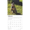 image Blue Heelers 2025 Wall Calendar