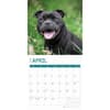 image American Staffordshire Bull Terriers 2025 Wall Calendar Second Alternate Image width=&quot;1000&quot; height=&quot;1000&quot;