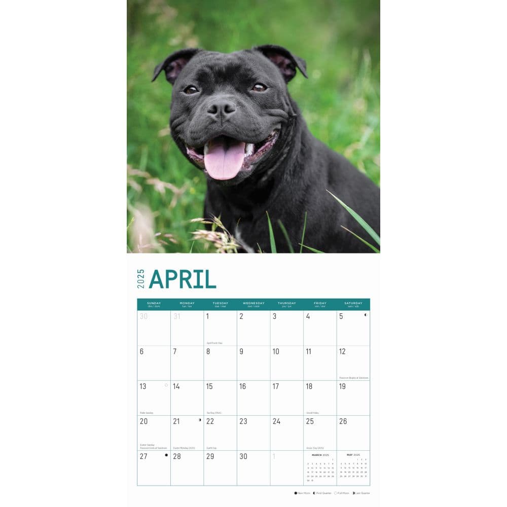 American Staffordshire Bull Terriers 2025 Wall Calendar Second Alternate Image width="1000" height="1000"